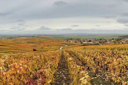 Weinberge in der Champagne