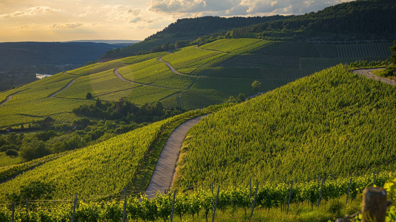 Weinberge in Deutschland