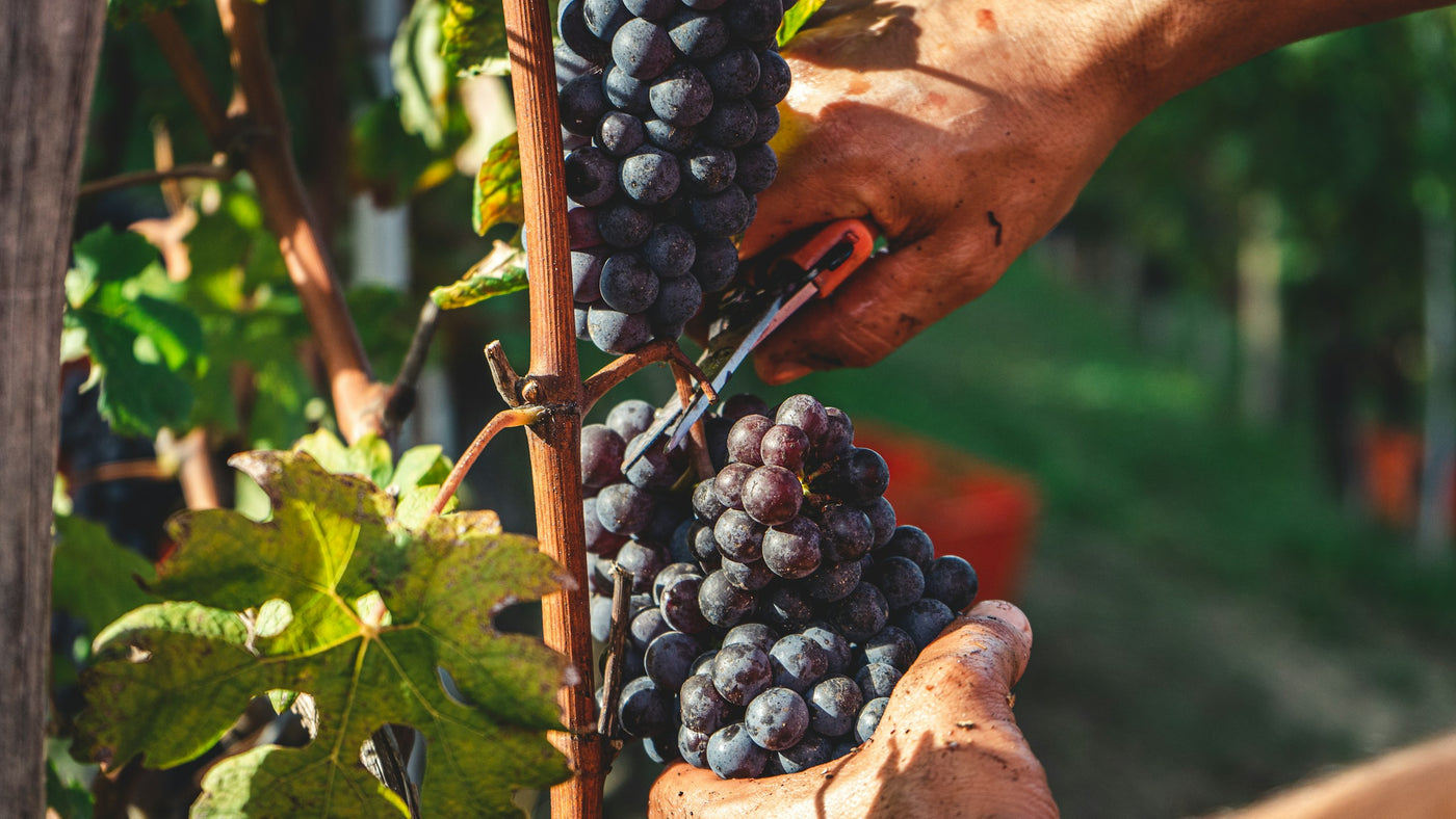 Uvas de la variedad Grenache