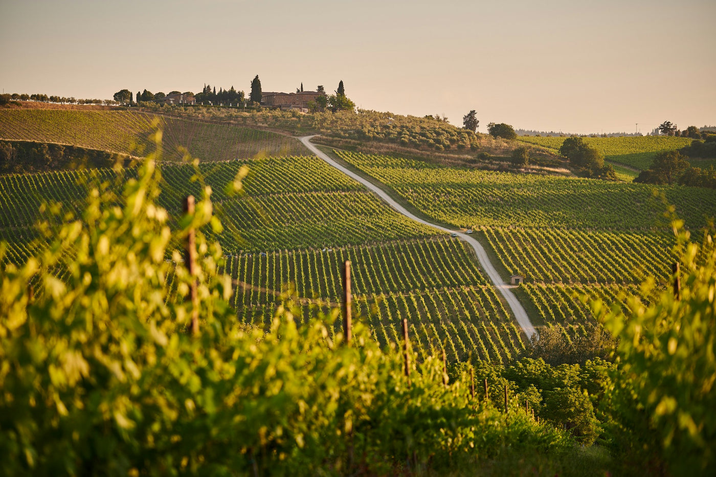 Vineyards in Italy