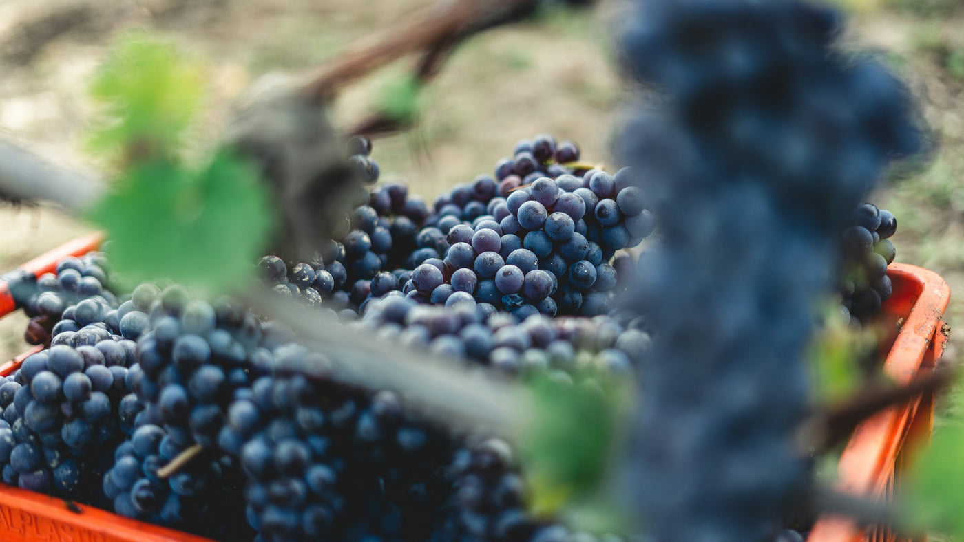 Uvas de la variedad Montepulciano