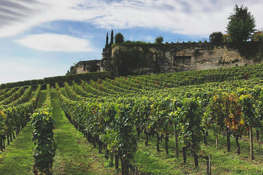 Weinberge in Saint Emilion