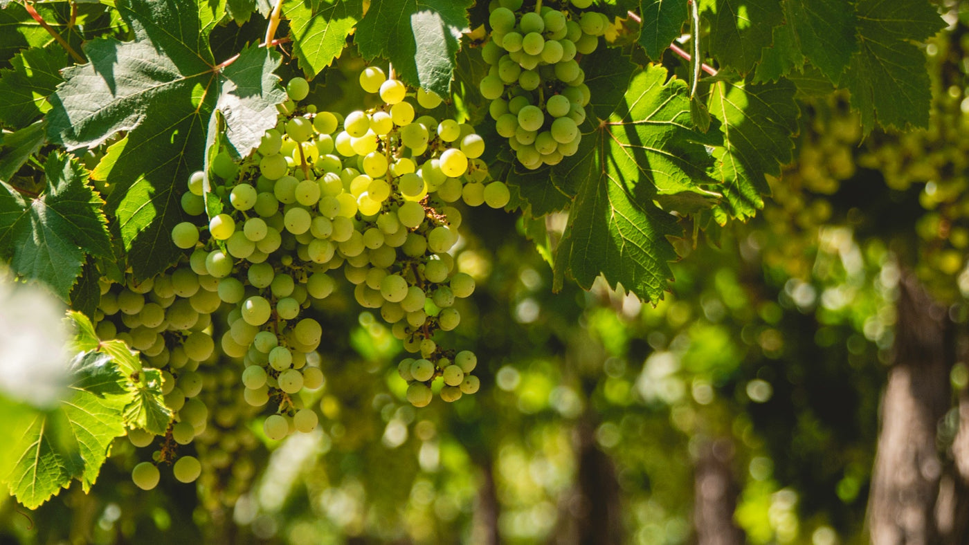 Trauben der Rebsorte Semillon hängen im Weinberg