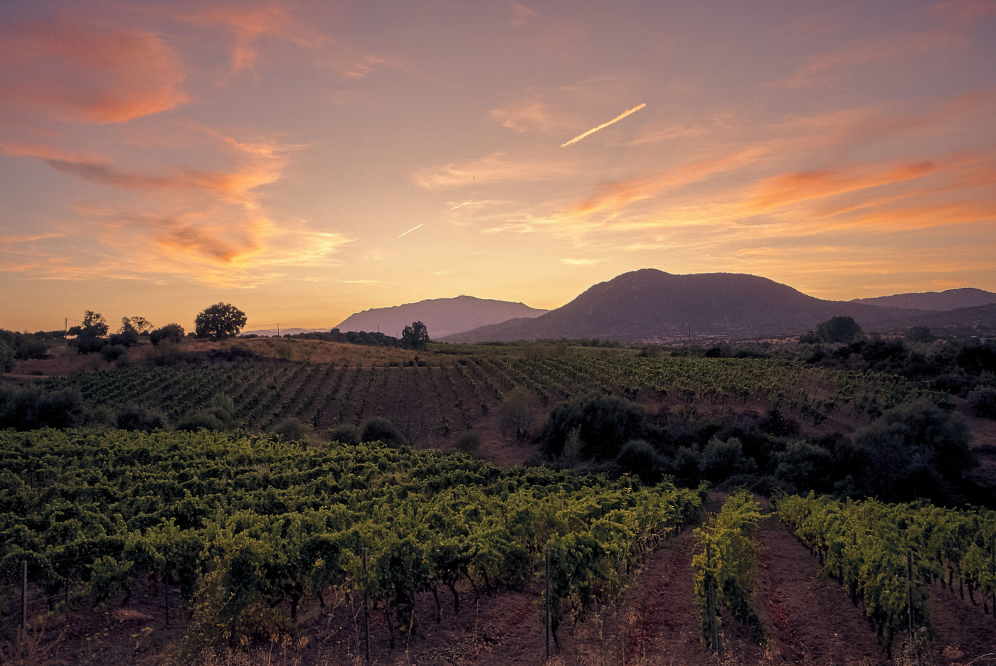 Penfolds