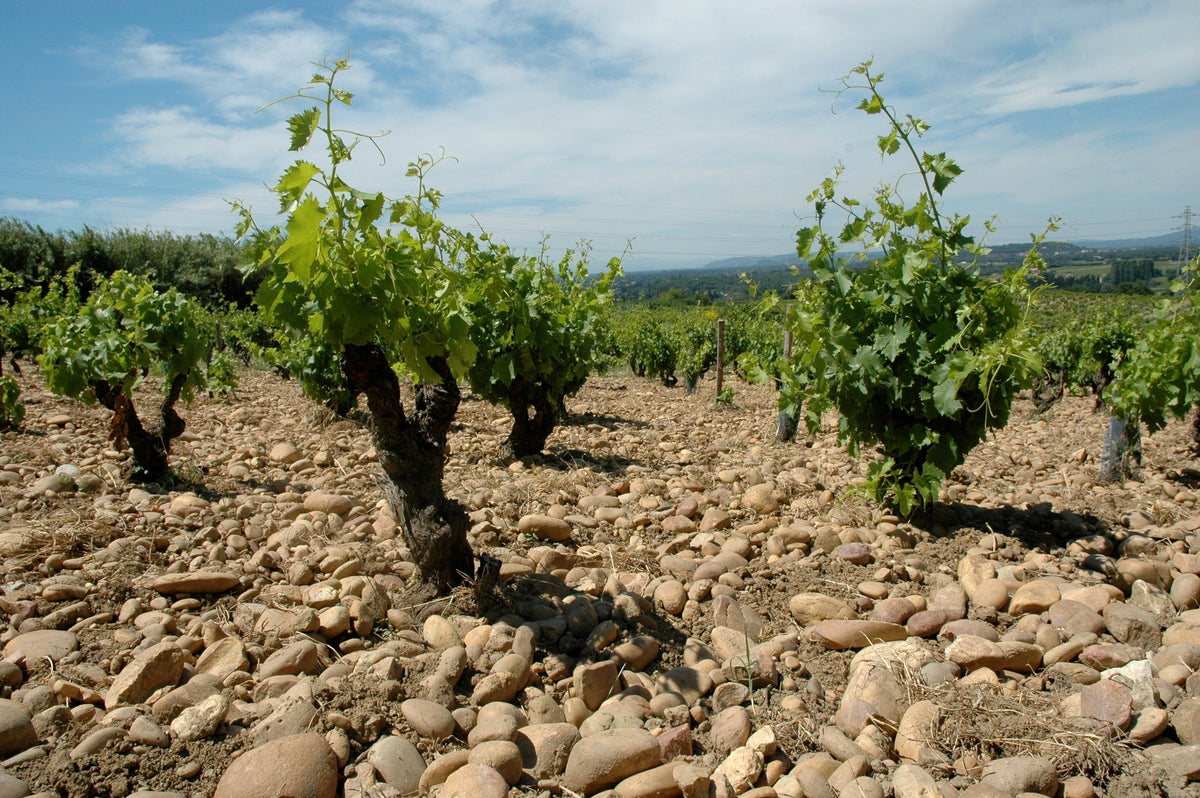 Wissenschaft vom Wein: Was steckt wirklich hinter einem großen Fine Wine?