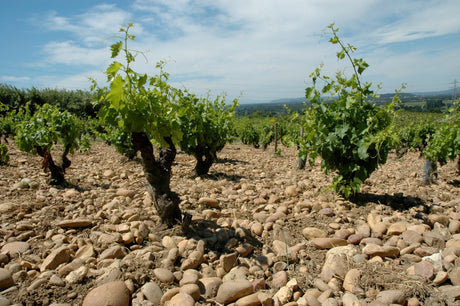 Wissenschaft vom Wein: Was steckt wirklich hinter einem großen Fine Wine?