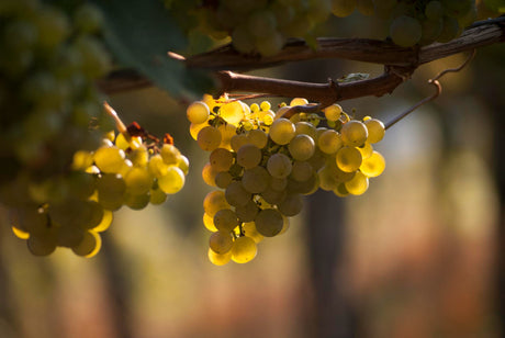Uvas de la variedad Sauvignon Blanc en el viñedo