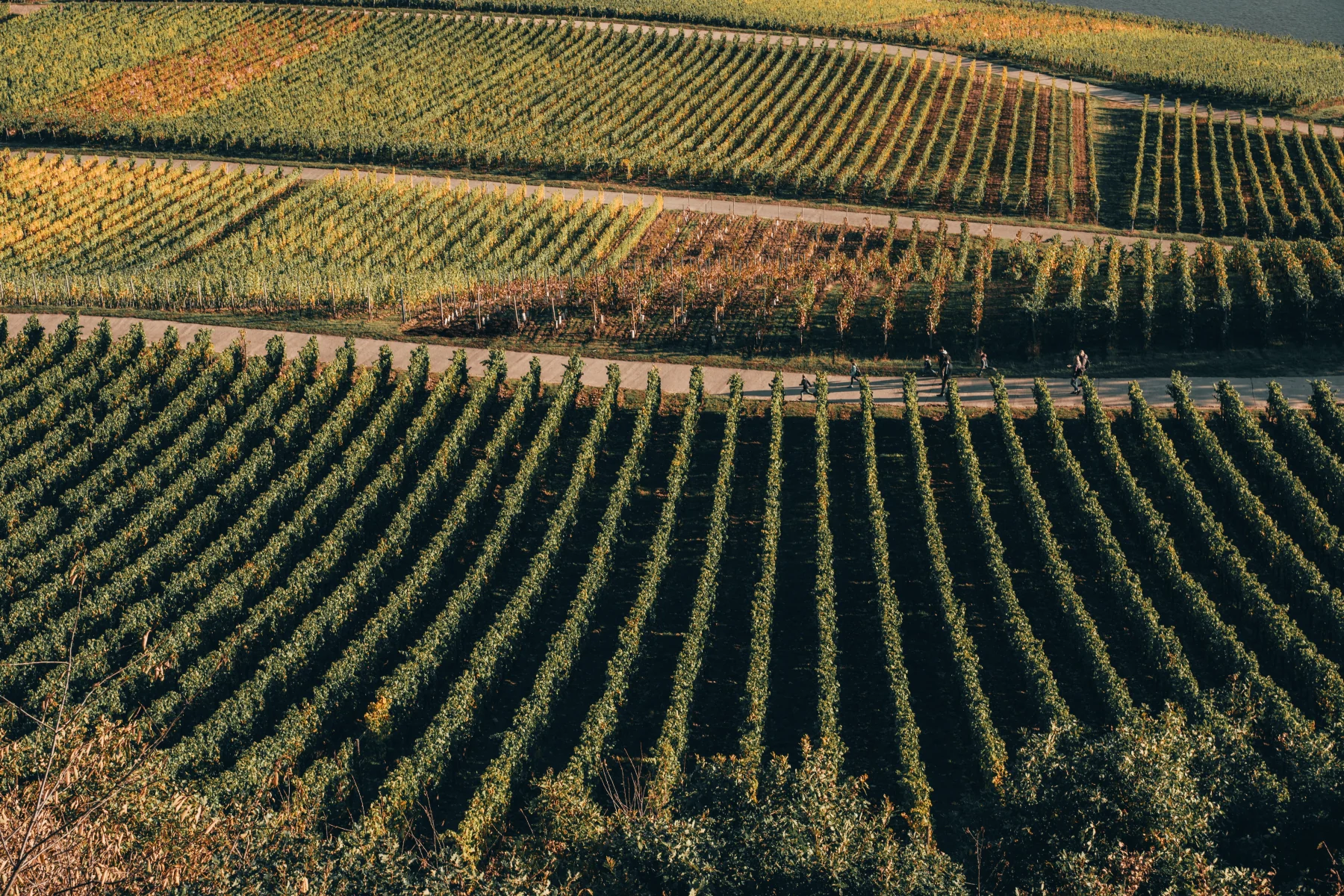 Haut-Médoc