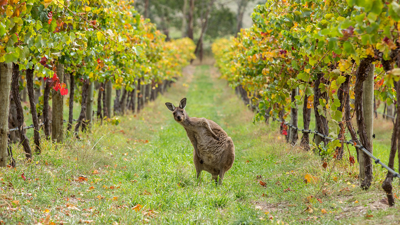Große Weine aus Australien & Neuseeland