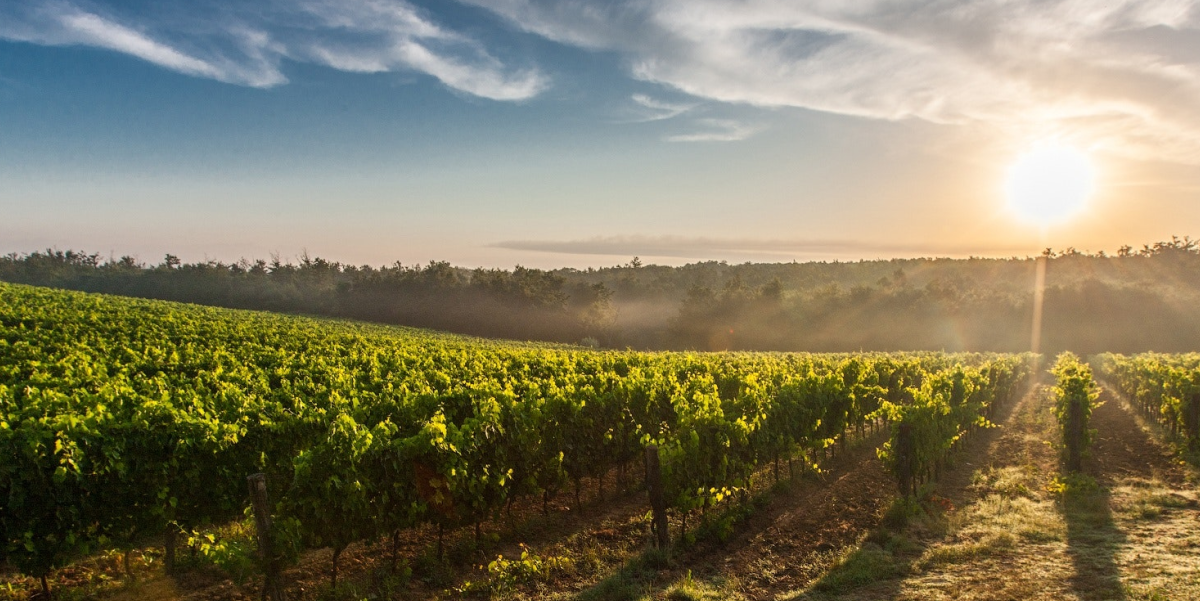 Alle Winzer Collectors Wine World GmbH