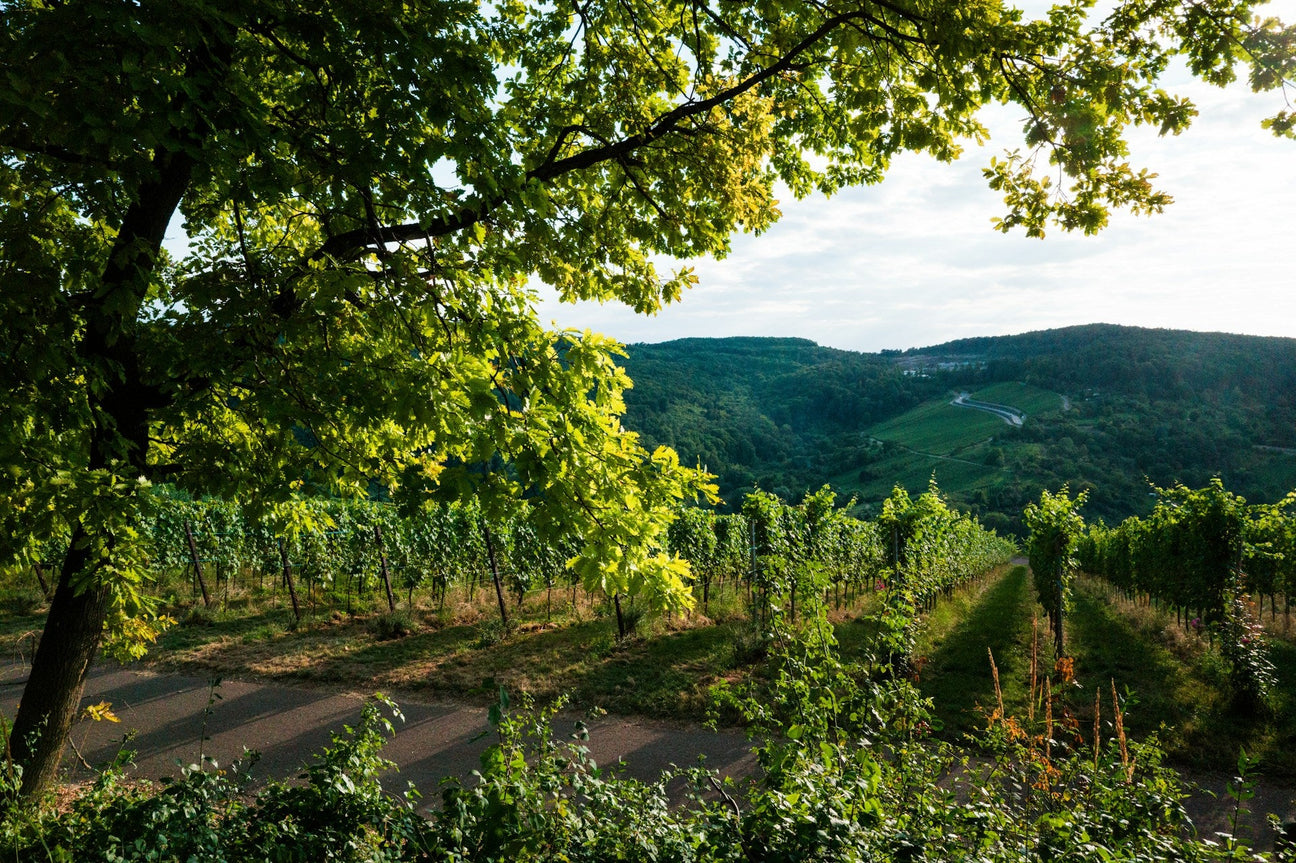 Weingut Dr. Heger