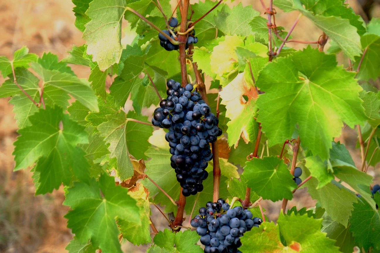 Rebsorte Blaufränkisch im Weinberg
