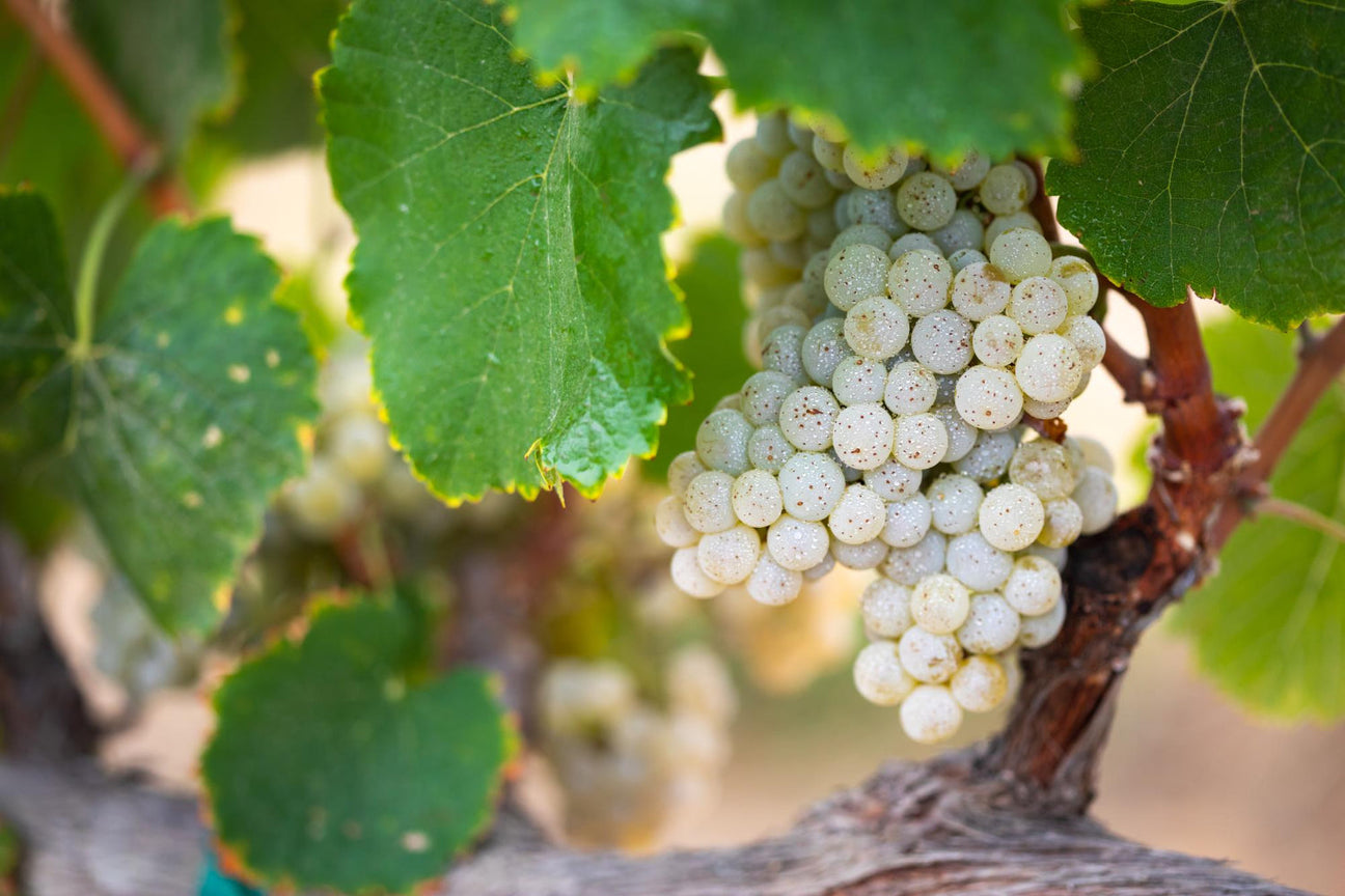Albariño in Weinberg