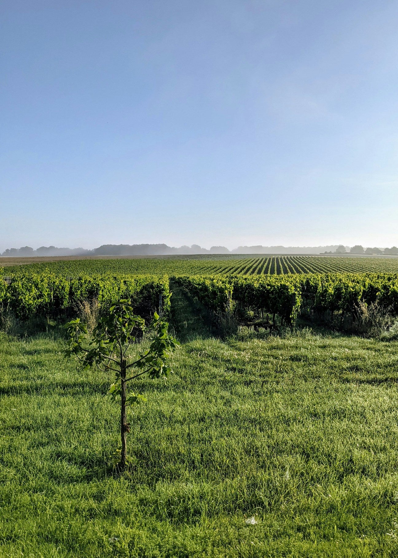 Weinberge in Bordeaux