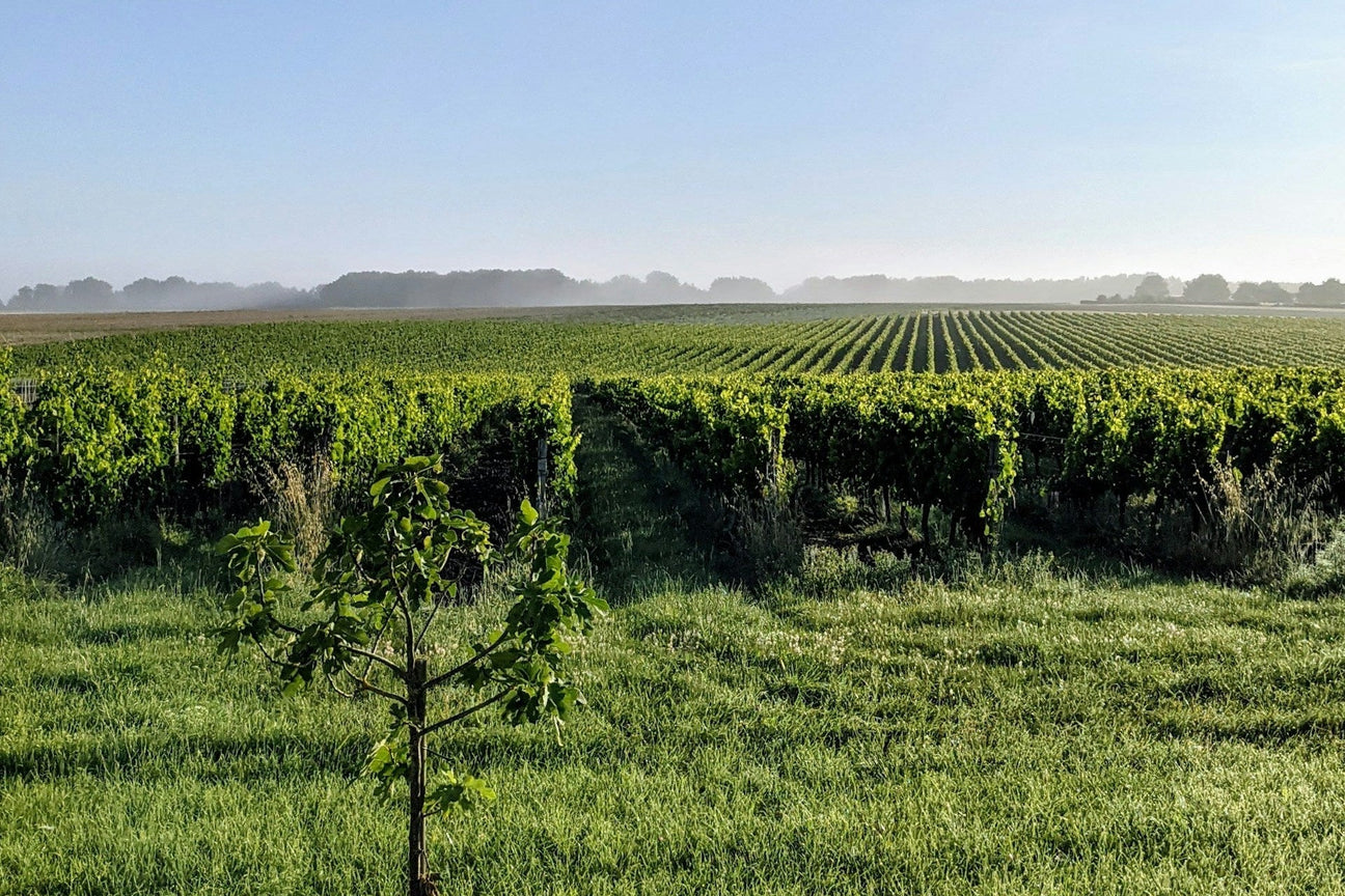 Château Grand-Puy-Lacoste Collectors Wine World GmbH