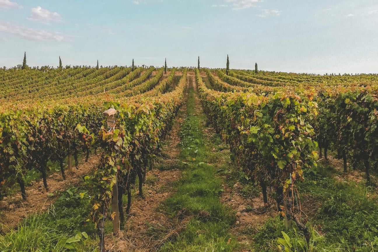 Château Batailley Collectors Wine World GmbH