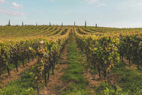Château Batailley Collectors Wine World GmbH