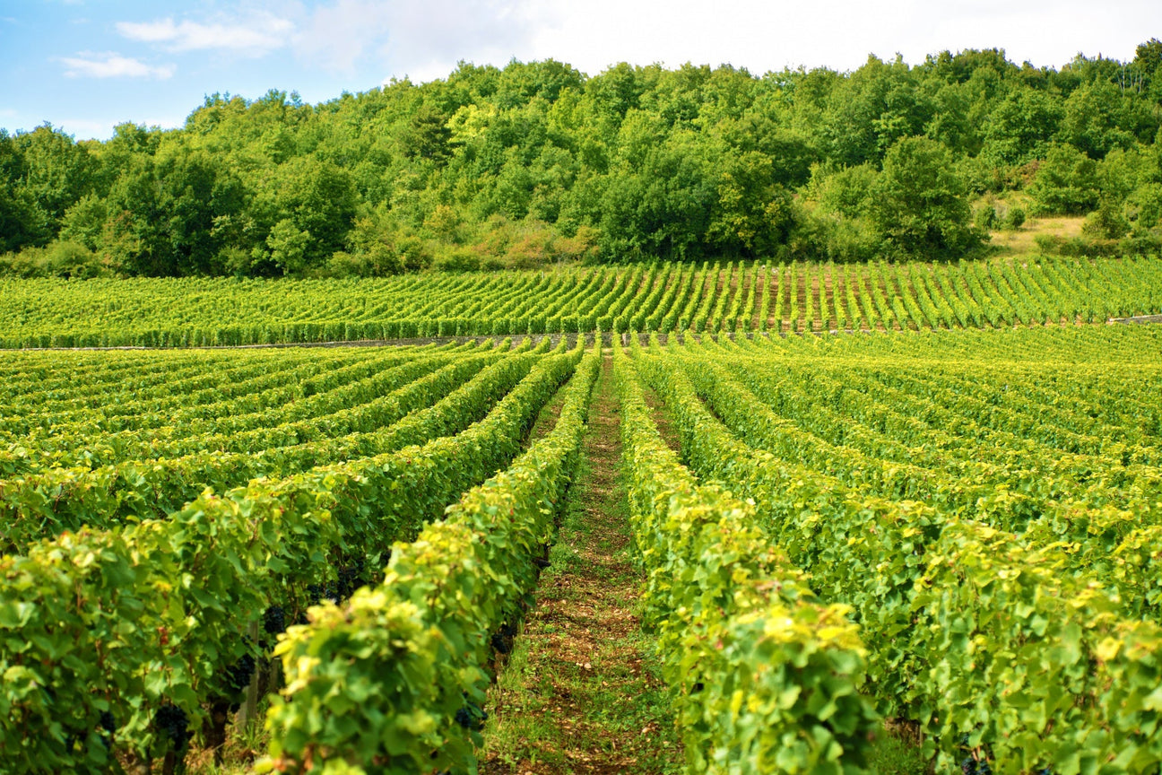 Château Lafite Rothschild Collectors Wine World GmbH