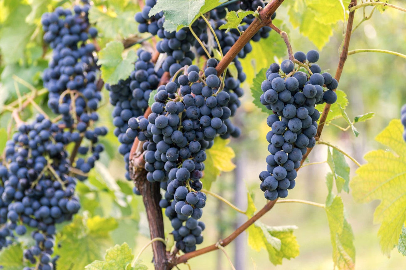 Trauben der Rebsorte Cabernet Franc hängen im Weinberg
