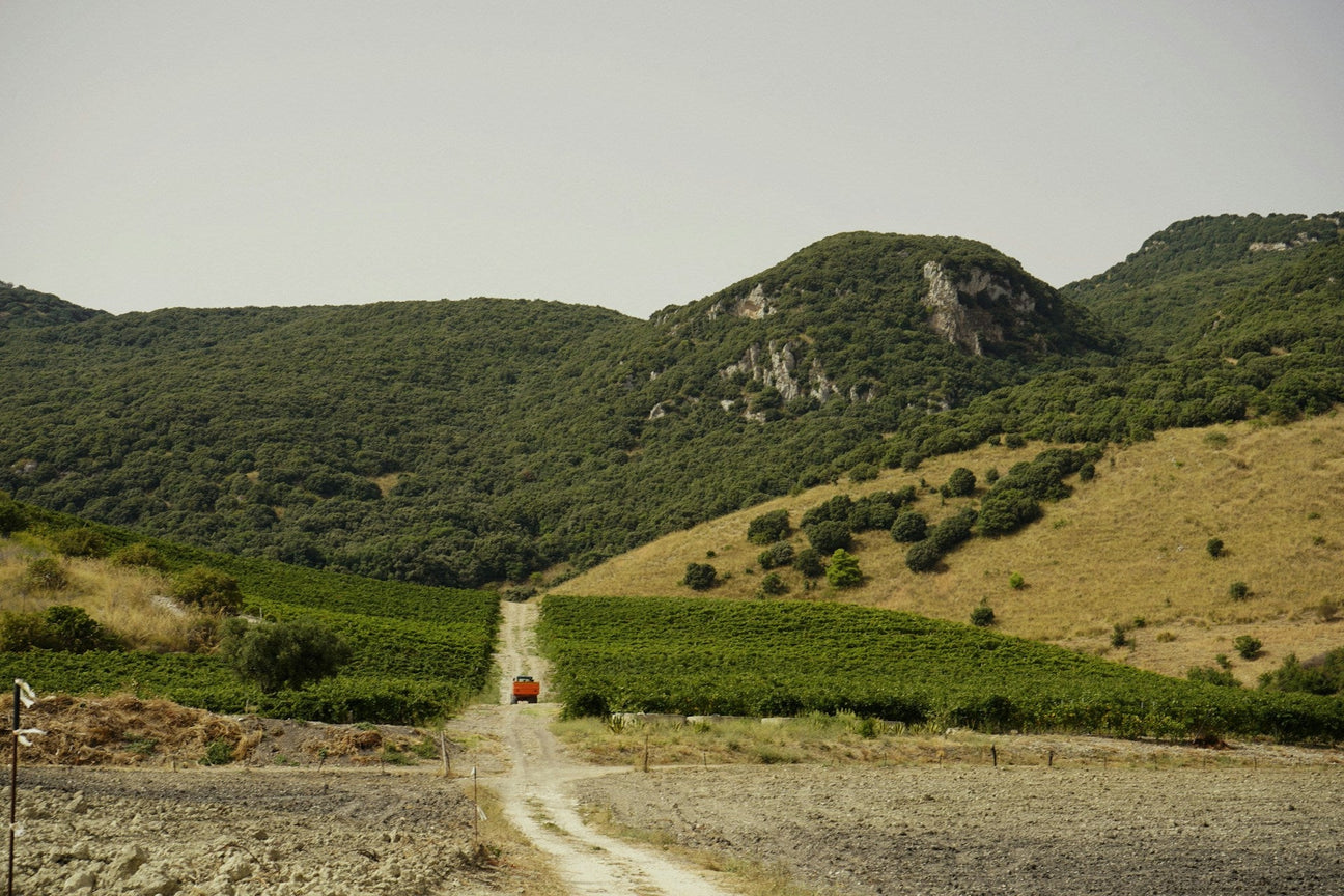 Cantine Scolari Collectors Wine World GmbH