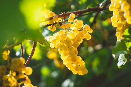 Uvas de la variedad Chardonnay colgando de una rama