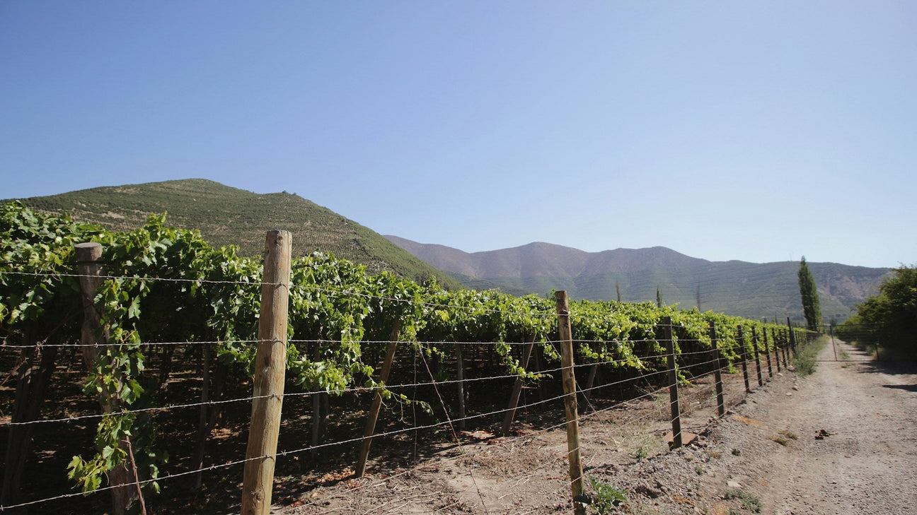 Vineyards in Puente Alto