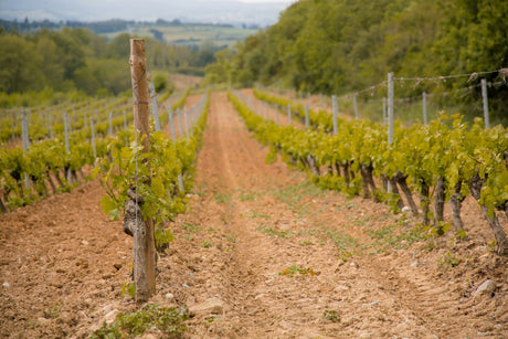 France Collectors Wine World GmbH