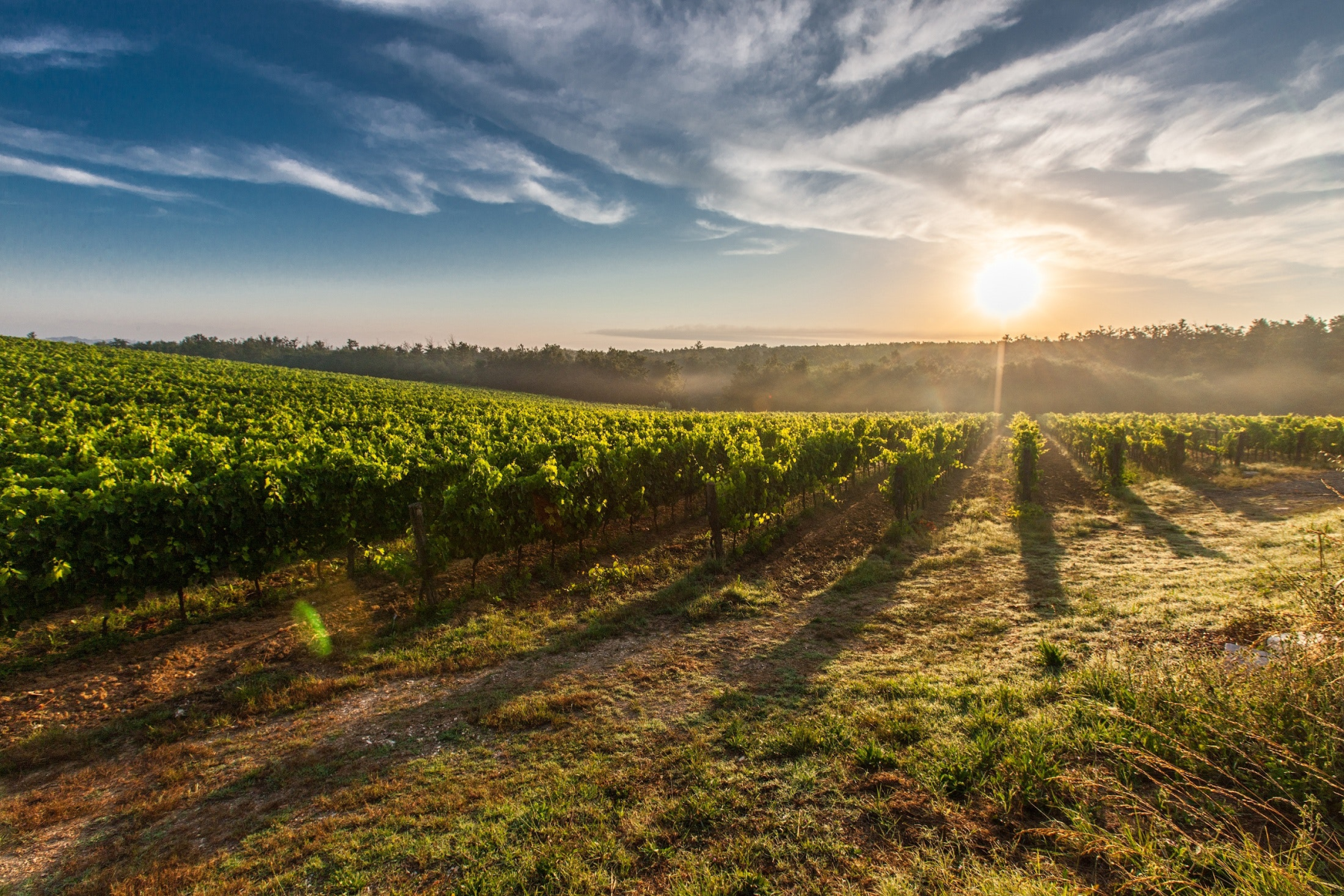 Hamilton Russel Vineyards