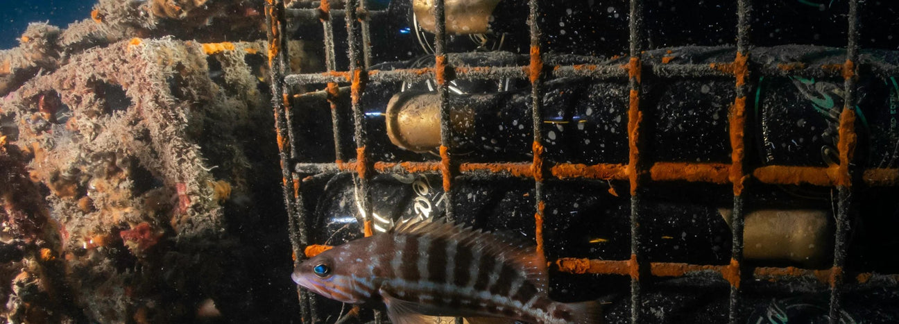 ElixSea Collectors Wine World GmbH