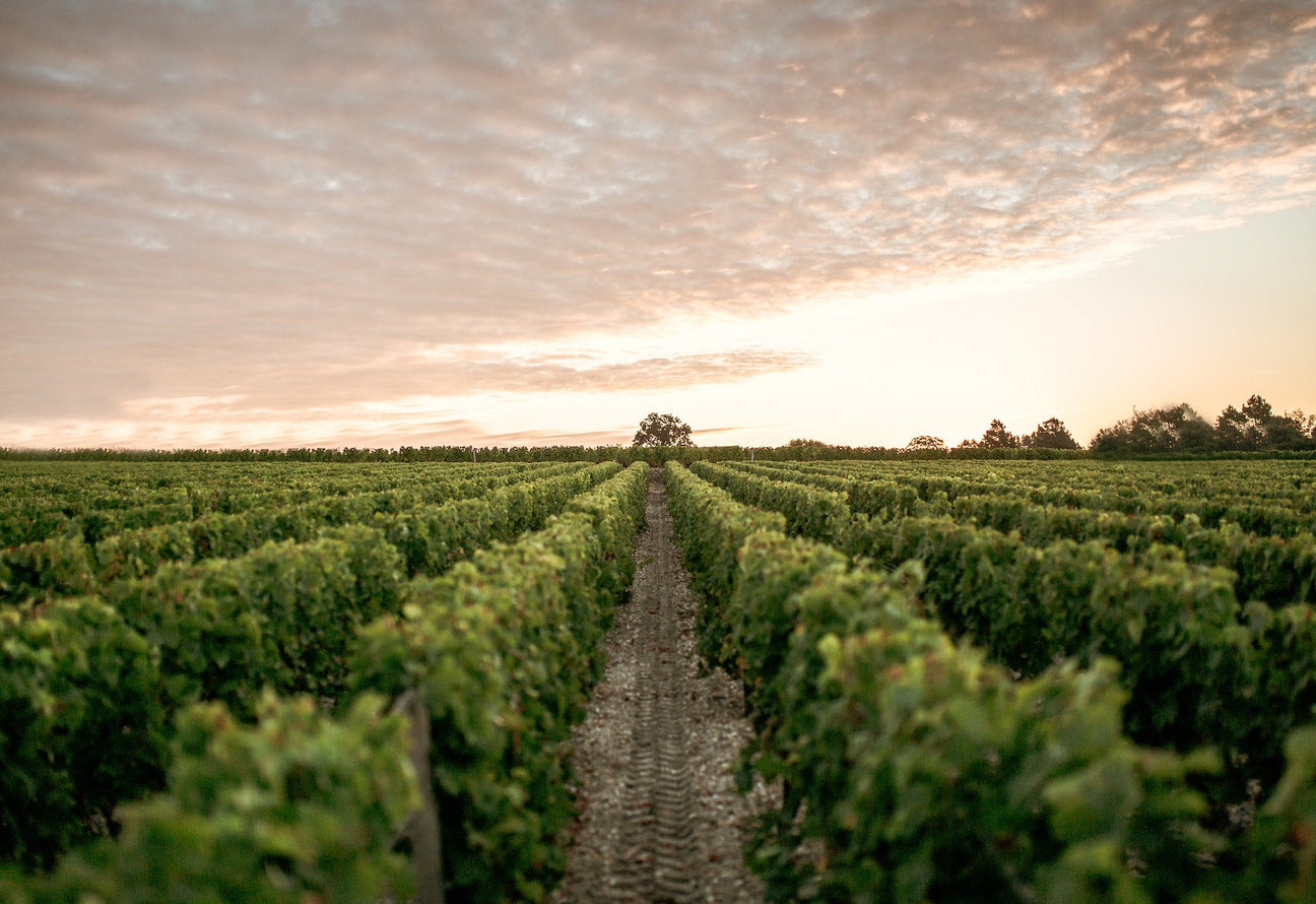Chateau Haut Brion Collectors Wine World