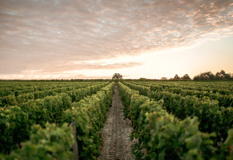 Chateau Haut Brion Collectors Wine World