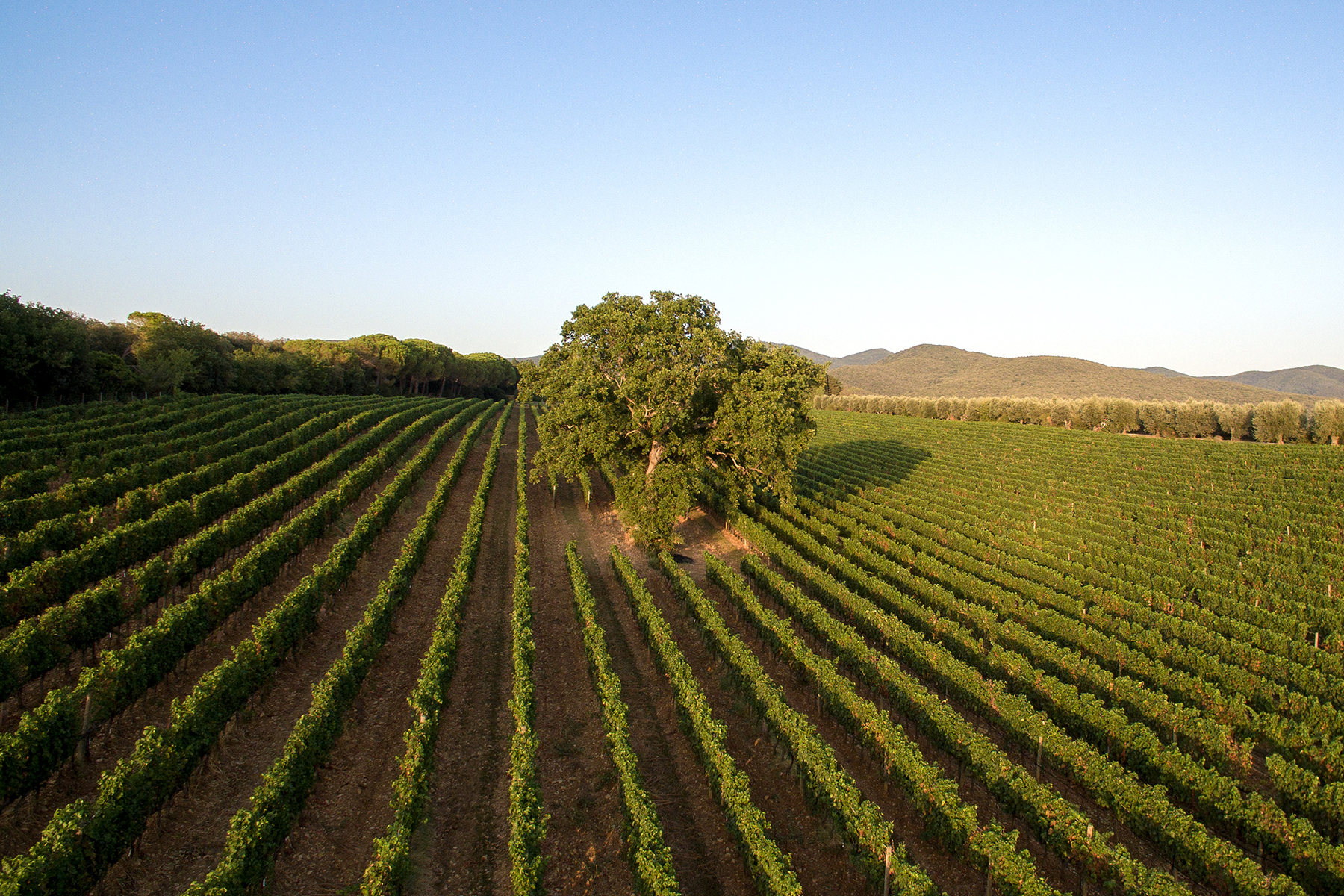 Korrell Subskription 2020 & Tenuta di Biserno