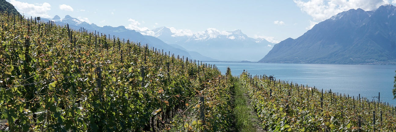 Wein-Ikonen aus Südamerika Collectors Wine World GmbH