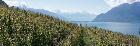 Wein-Ikonen aus Südamerika Collectors Wine World GmbH