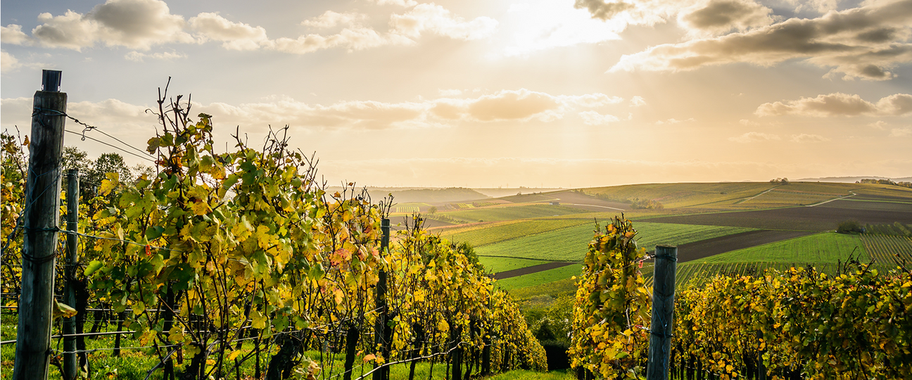 Wein-Tasting Spanien Collectors Wine World GmbH