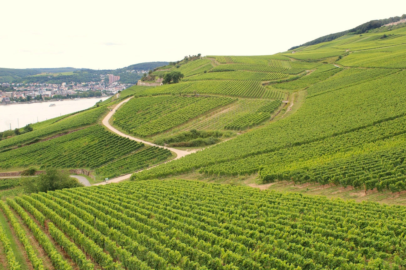 Vineyards in Limoux