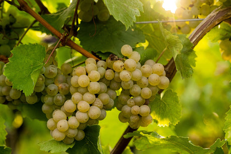 Weißburgunder Uvas cuelgan en el viñedo