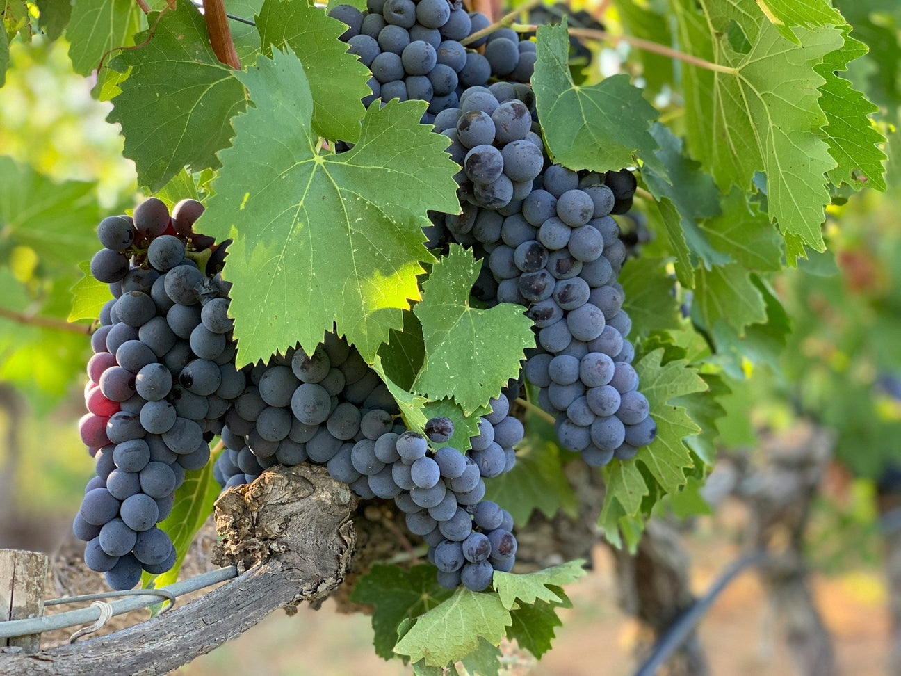 Grapes the Carmenere hängen in Weinberg