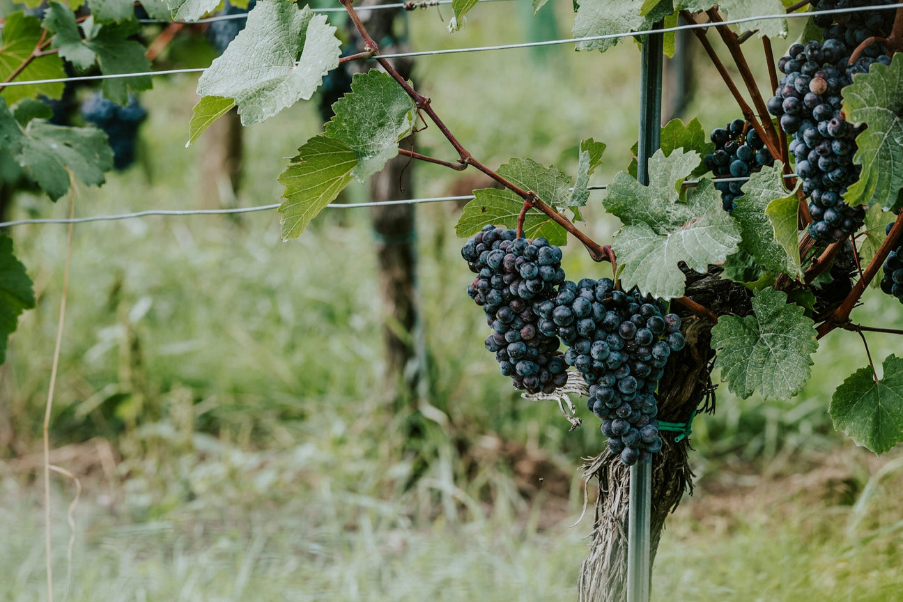 Tempranillo Grapes hängen in Weinberg