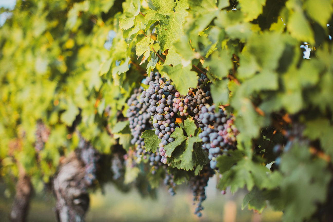 Grapes the Primitivo hängen in Weinberg