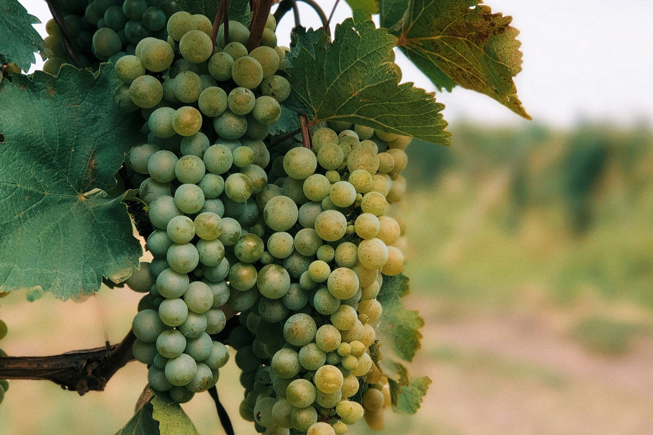 Grapes the Pinot Gris hängen in Weinberg