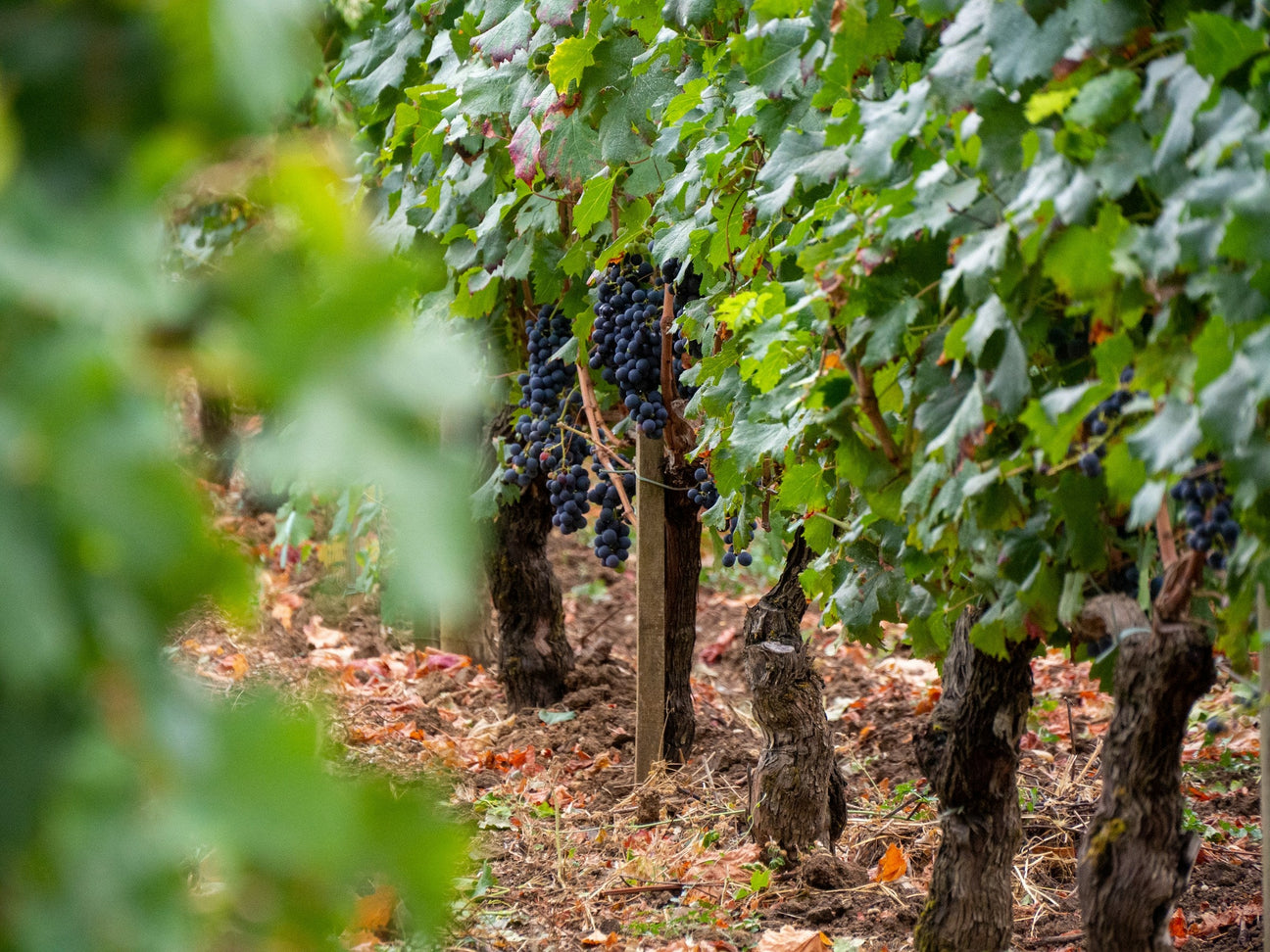 Grapes the Montepluciano hängen in Weinberg