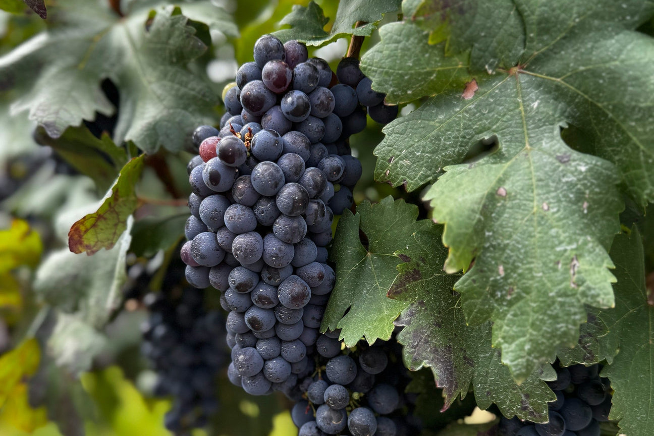 Grapes the Grenache hängen in Weinberg
