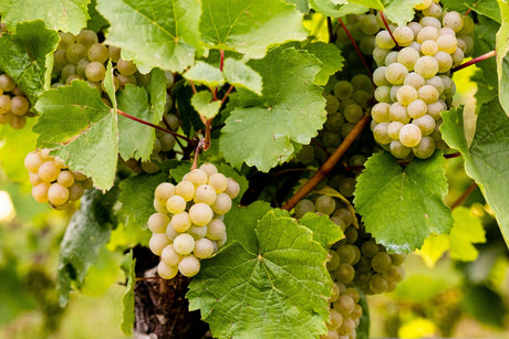 Uvas de la variedad Grauburgunder en el viñedo