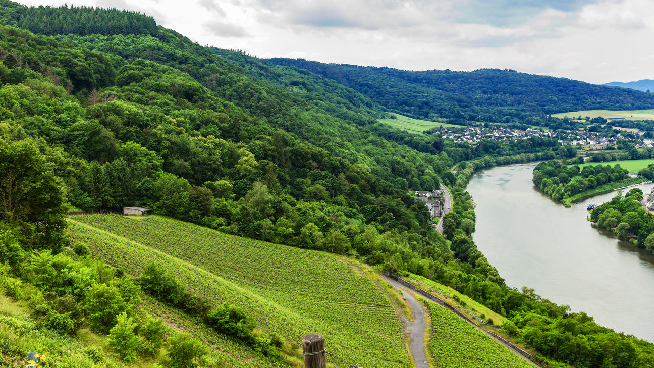 Weinberge an der Mosel