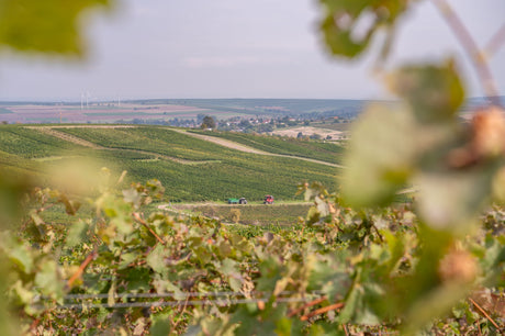 Nahe Collectors Wine World GmbH