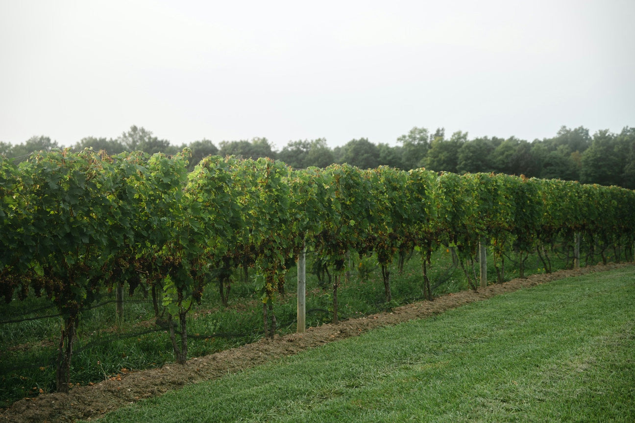 Lodi