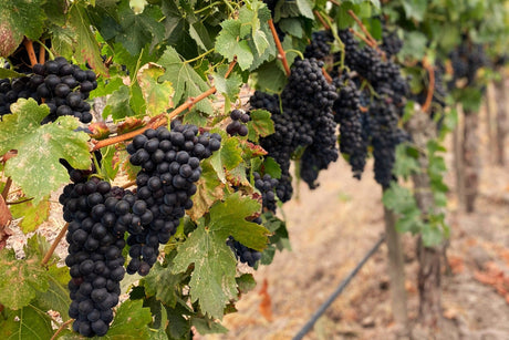 Trauben der Rebsorte Negroamaro hängen im Weinberg