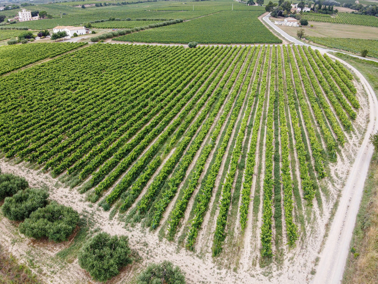 Weißweine aus Rheinhessen