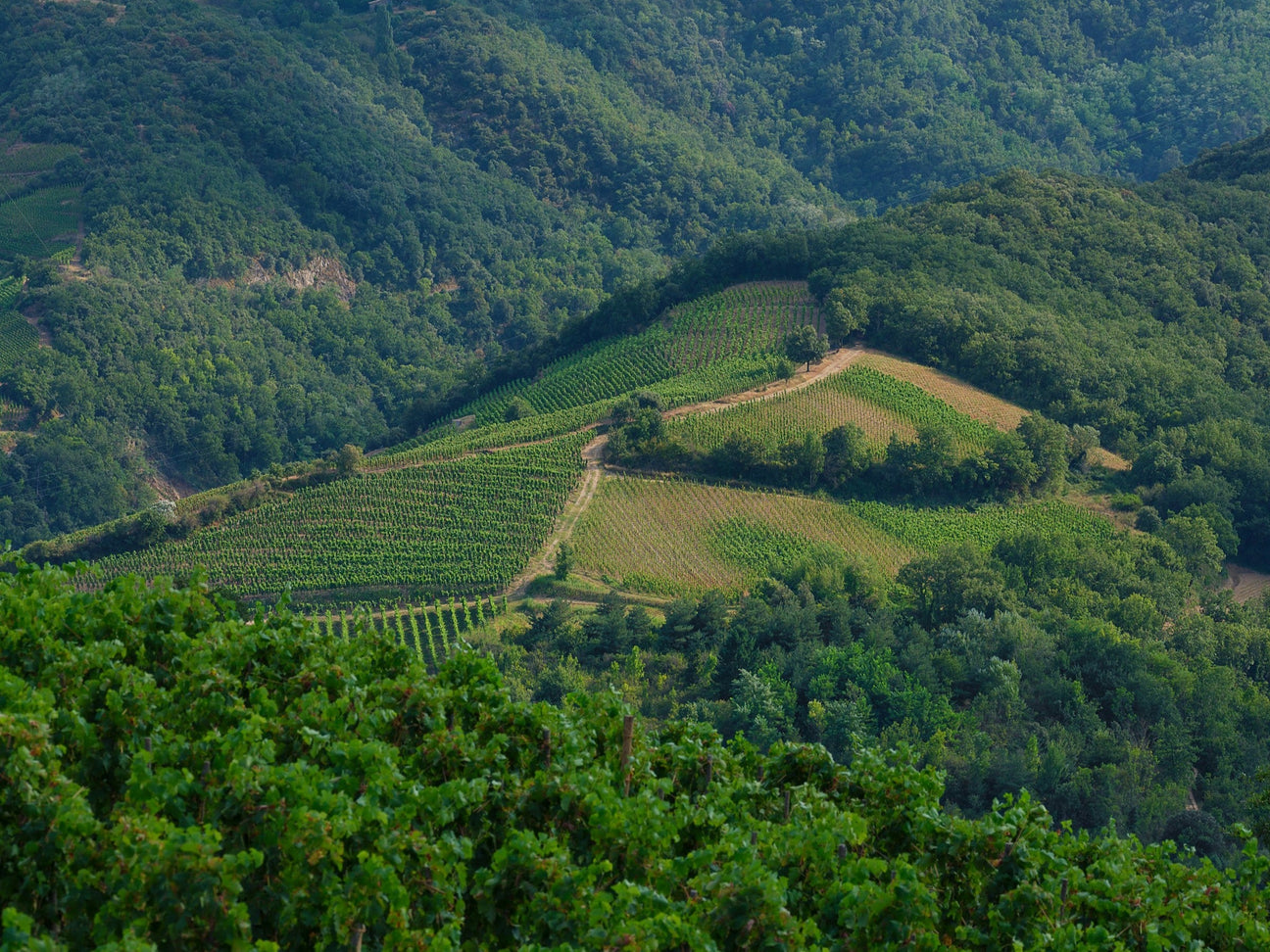 Domaine de Saint Dominique